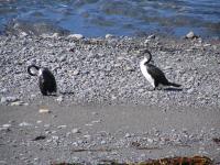 Albums/20060200-New Zealand 2006/20060318-Kaikiura/85